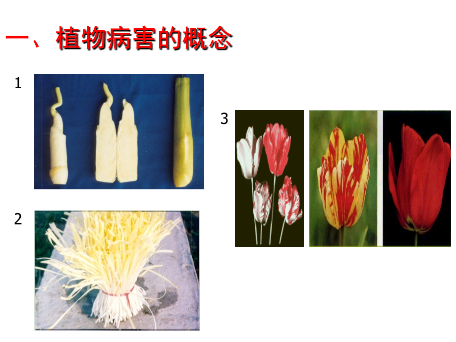 植物病害基础知识12.27.ppt_第2页