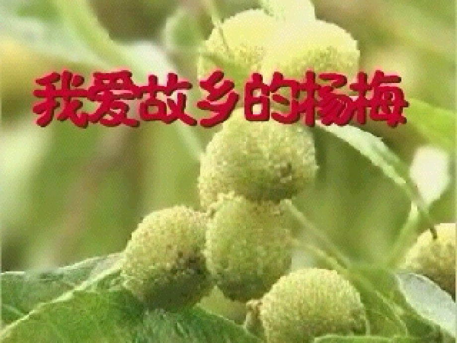 小学语文三年级课件-我爱故乡的杨梅.ppt_第1页