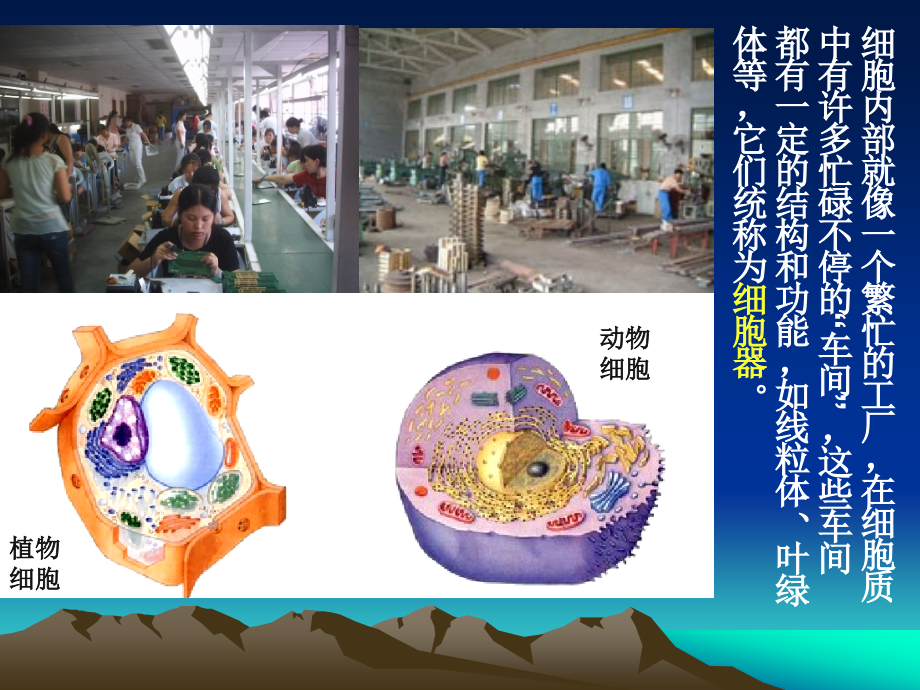 分工与合作--细胞器3.2ppt.ppt_第2页