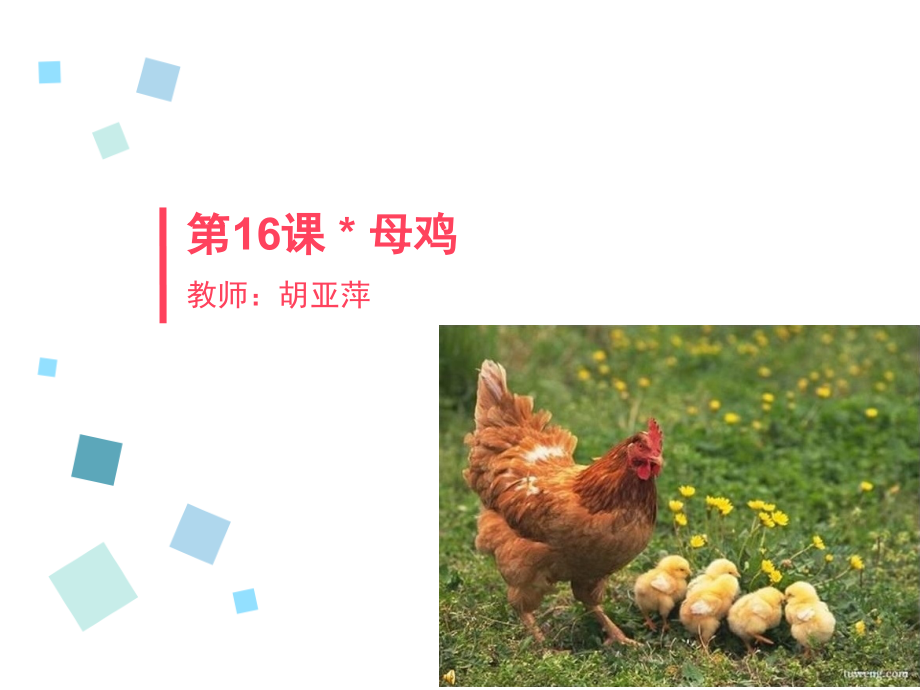 母鸡PPT课件.pptx_第1页