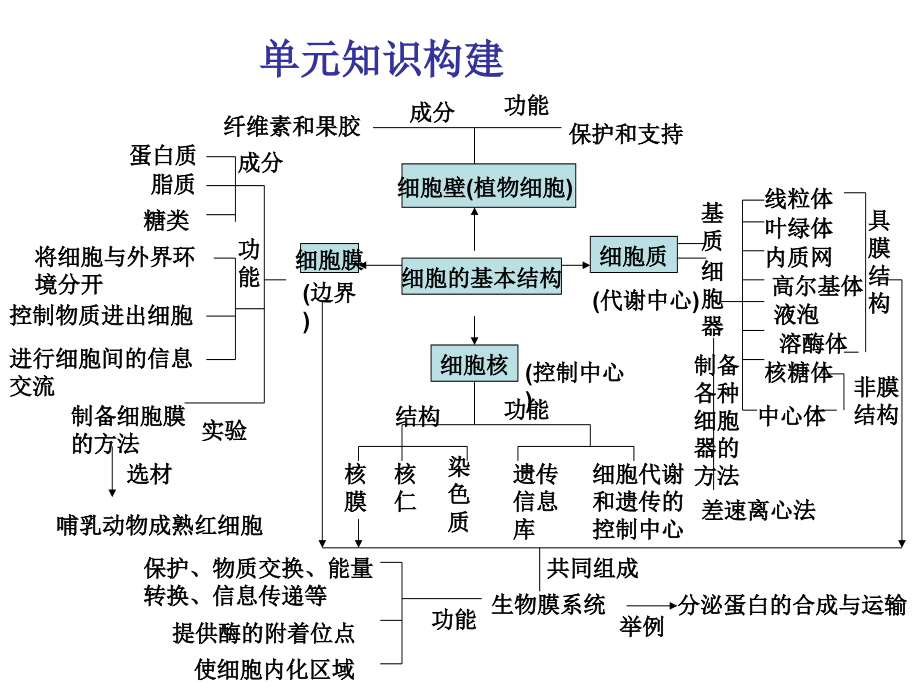 细胞结构基础).ppt_第2页