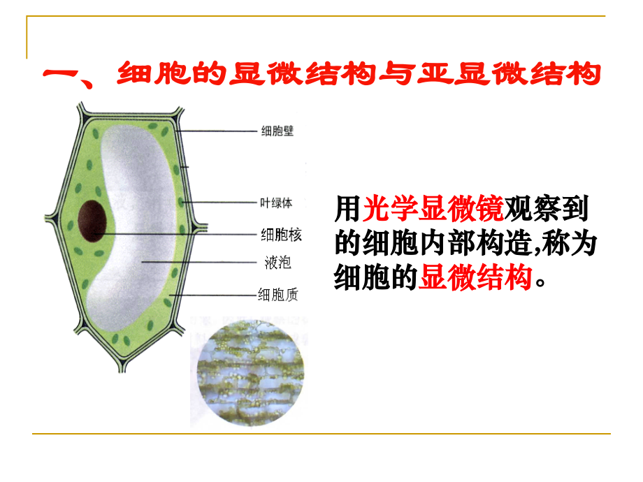 细胞器──系统内的分工合作-ppt.ppt_第2页