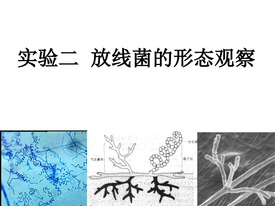 放线菌形态观察.ppt_第2页