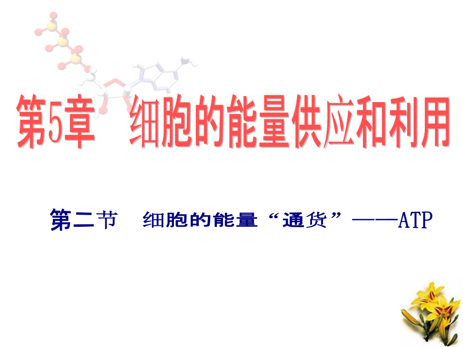 细胞的能量“通货”ATP.ppt_第1页