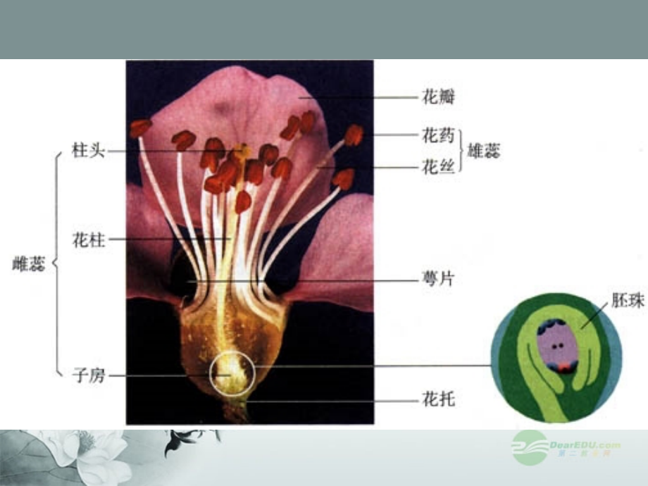 江苏省常州市翠竹中学七年级生物《被子植物》课件-人教新课标版.ppt_第2页