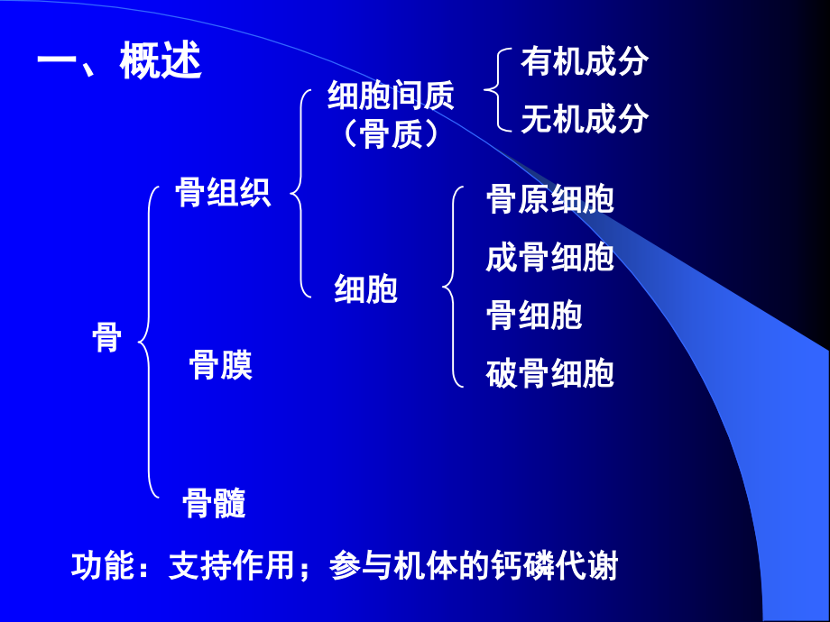 软骨-骨--组织学与胚胎学.ppt_第2页