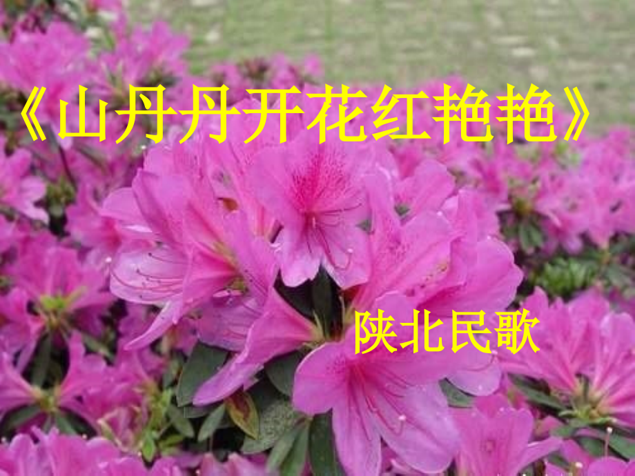 苏教小学音乐四下《4山丹丹花开红艳艳》.ppt_第1页