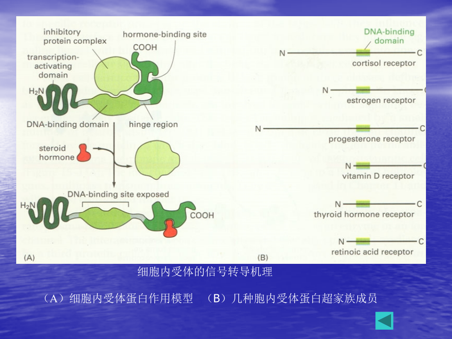 通过细胞内受体介导的信号传递(1).ppt_第2页