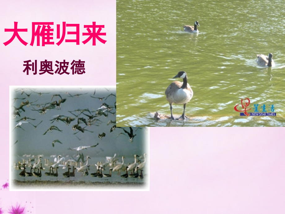人教初中语文八下《大雁归来》(六).ppt_第1页