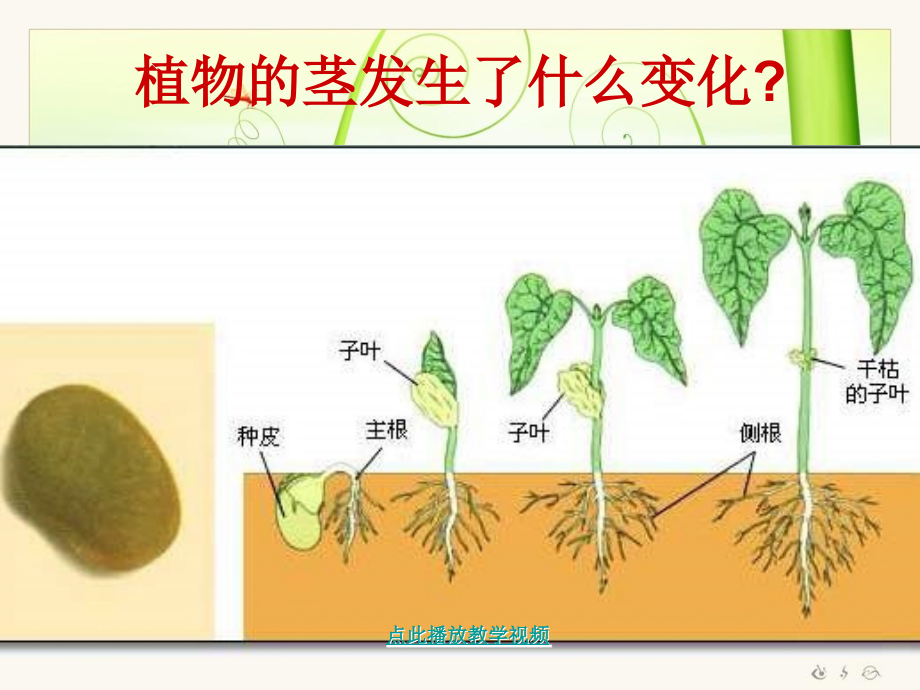 (教科版)三年级科学下册《茎越长越高》教学课件.ppt_第2页