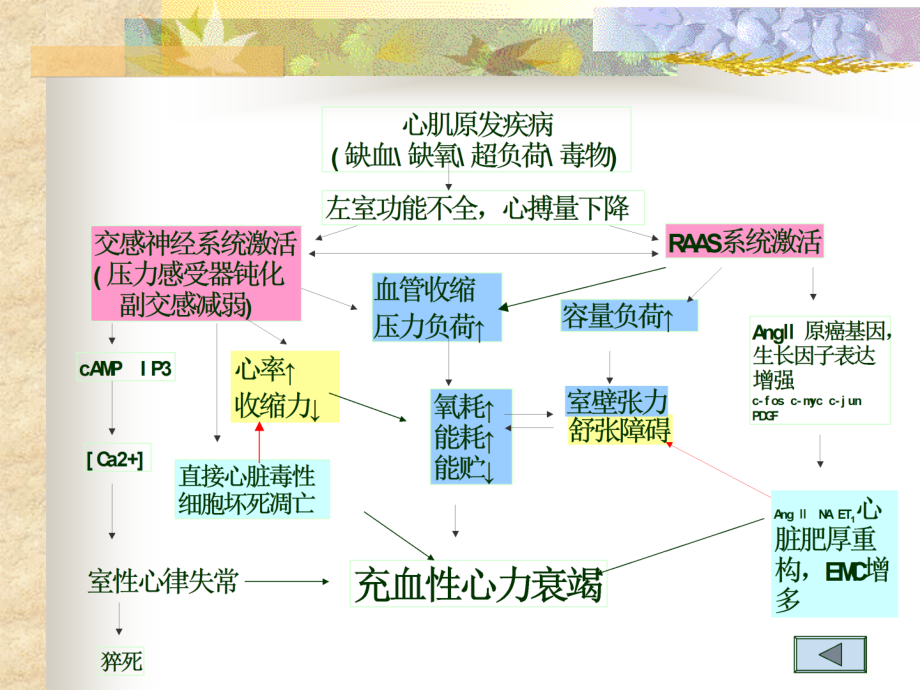 抗心衰药.ppt_第2页