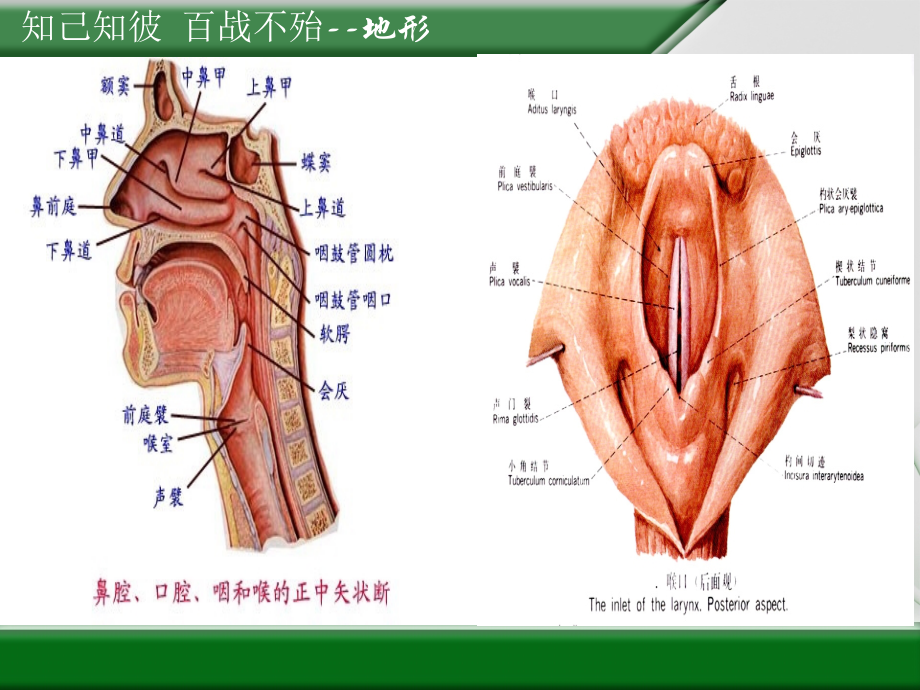 气管插管我能行之.pptx_第2页