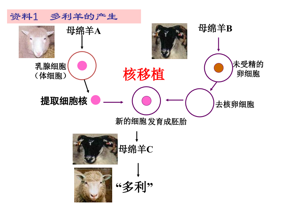 细胞和原核细胞[整理后].ppt_第1页