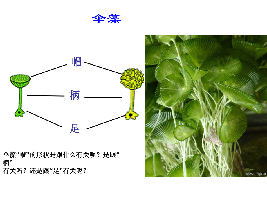 细胞和原核细胞[整理后].ppt_第2页