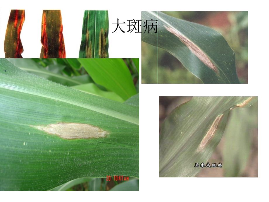玉米病害图片.ppt_第1页