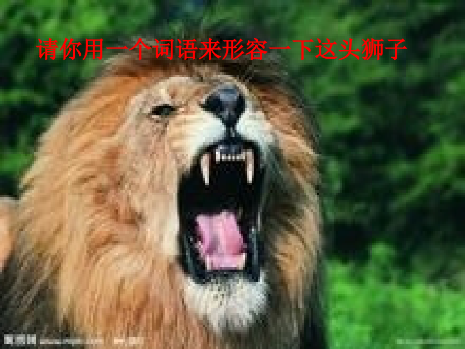 小狮子-新-.ppt_第1页
