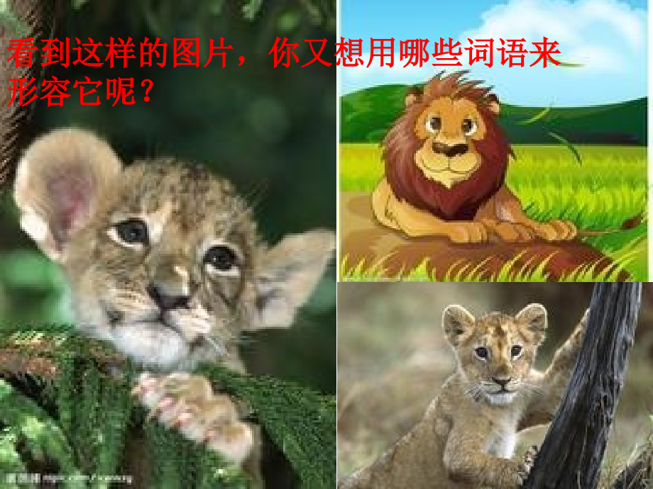 小狮子-新-.ppt_第2页