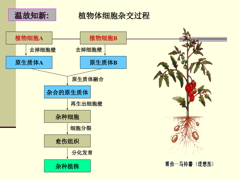 动物细胞融合与单克隆抗体(讲课).ppt_第2页