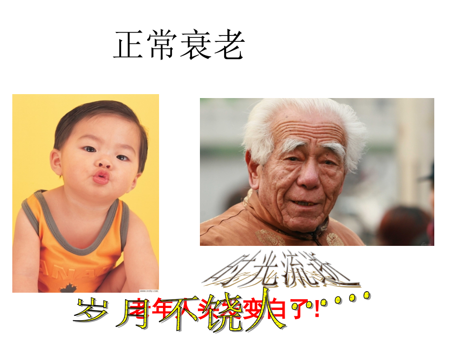 细胞衰老凋亡.ppt_第2页