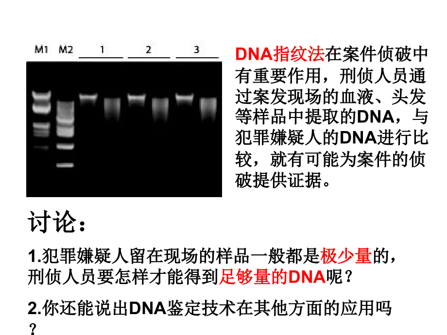 课题2-多聚酶链式反应扩增DNA片段.ppt_第2页
