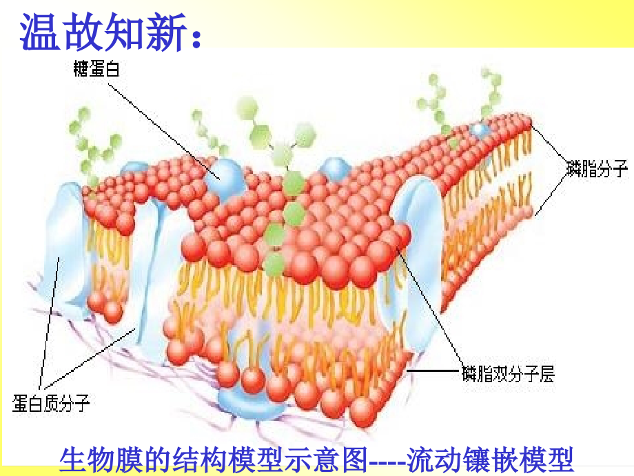 物质跨膜运输的方式.ppt_第1页