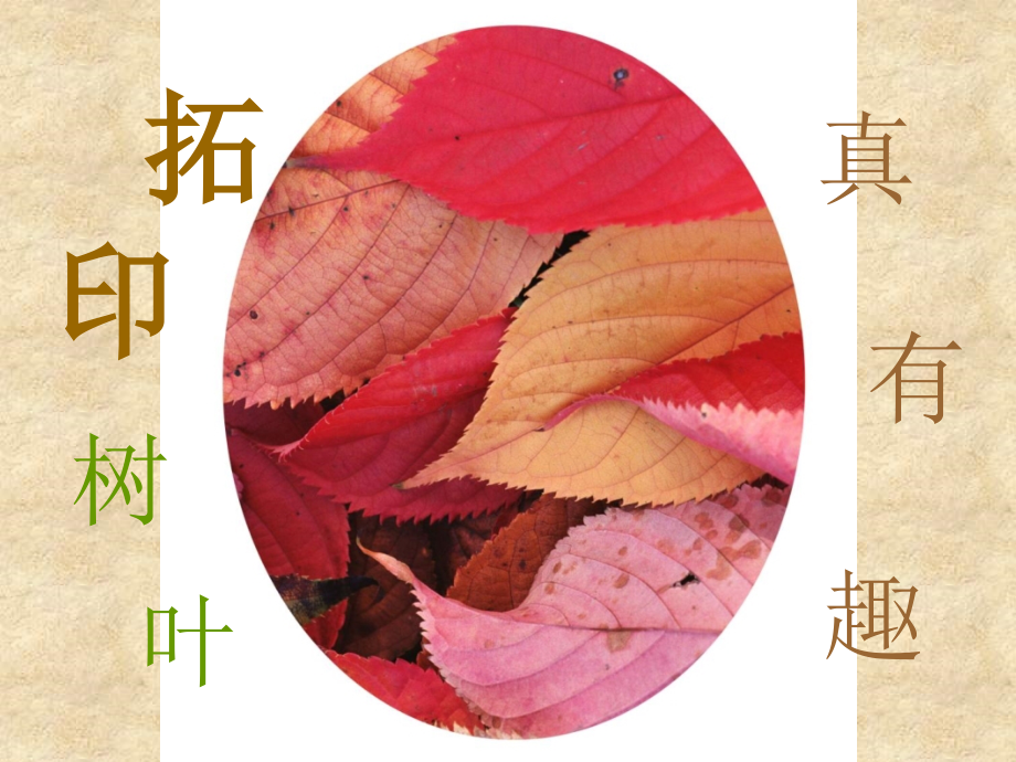 《拓印树叶真有趣》课件.ppt_第1页