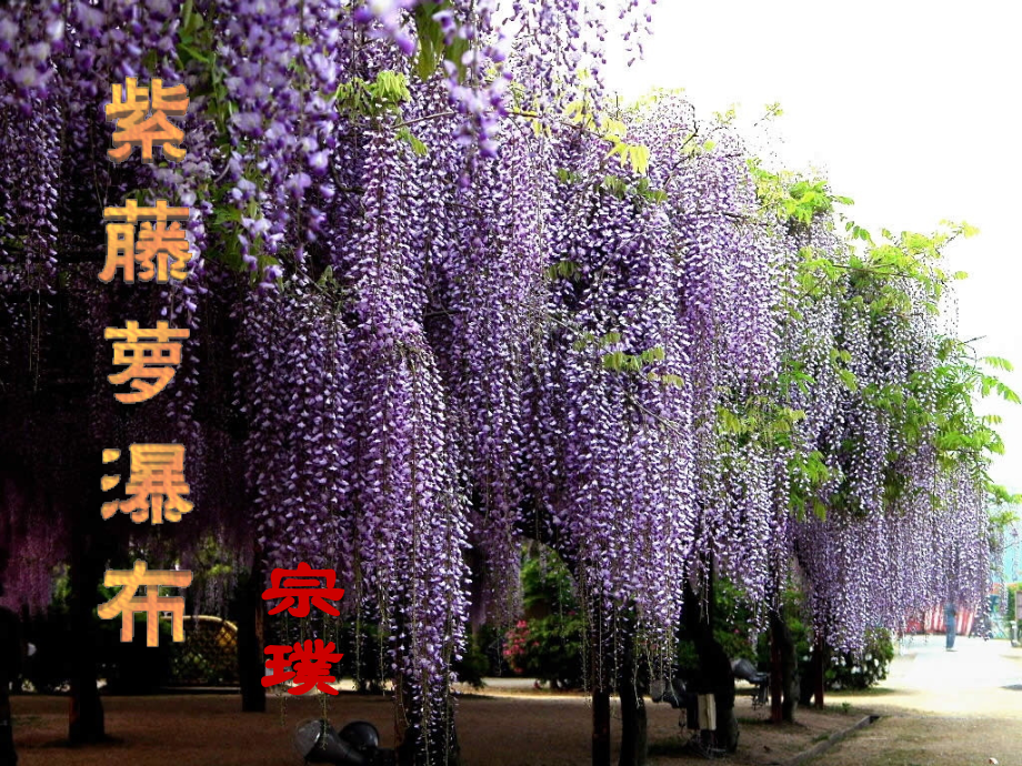 冀教初中语文八上《-紫藤萝瀑布》(三).ppt_第1页