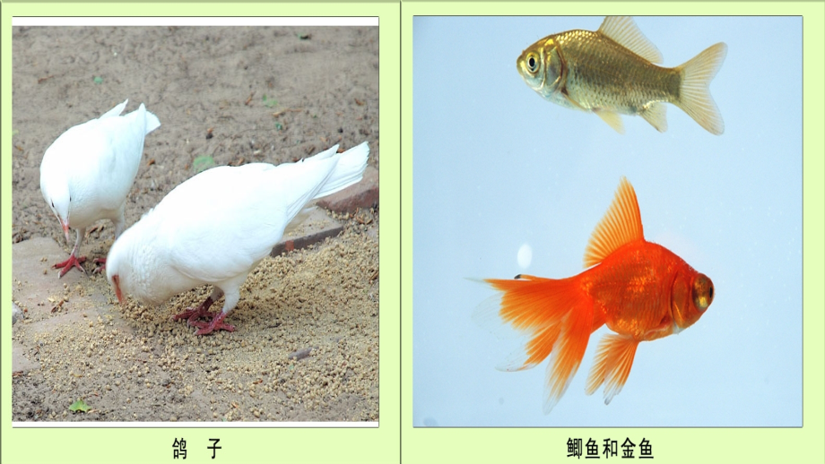 六年级上《种类繁多的动物》.ppt_第2页