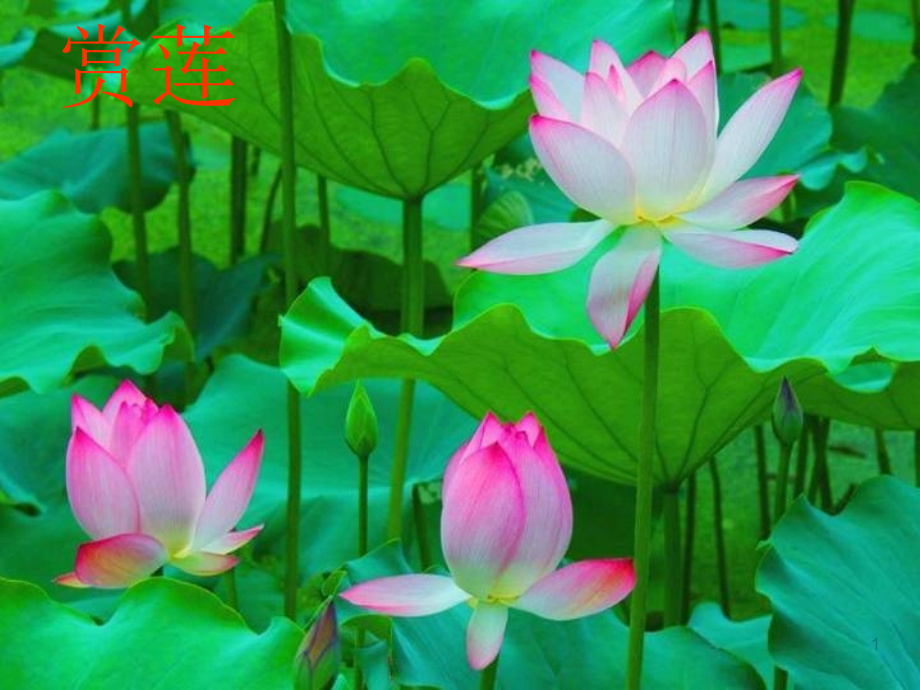 爱莲说111.ppt_第1页