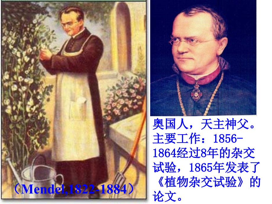 (正式)遗传因子的发现.ppt_第2页