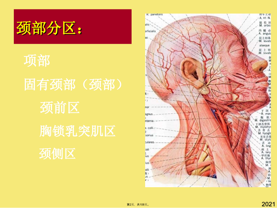 颈部脊柱区-课件(与“神经”有关文档共108张).pptx_第2页