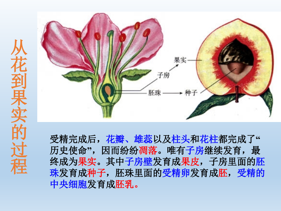 第三节果实和种子的形成.ppt_第2页
