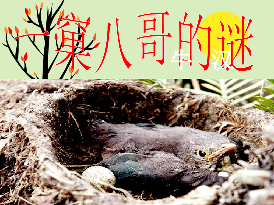 《一窠八哥的谜》课件.ppt_第1页