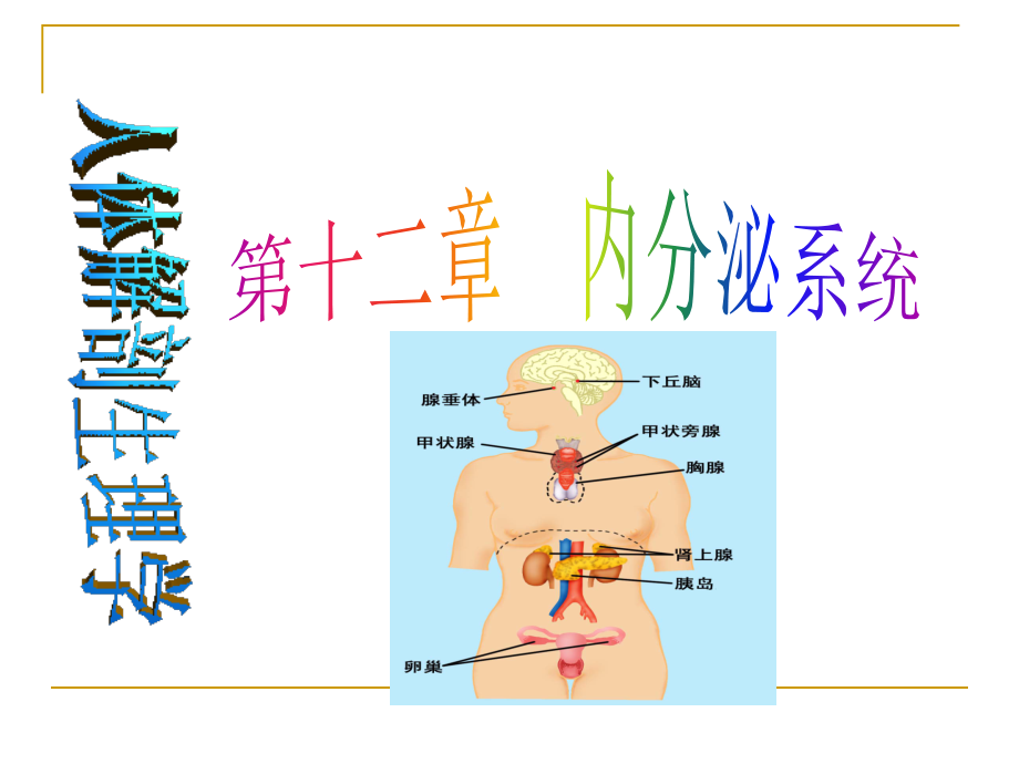 内分泌(药学).ppt_第1页