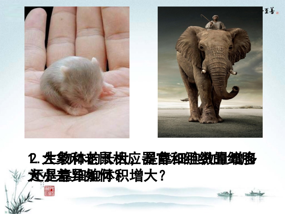 高中生物《第六章-细胞的生命历程-第1节-细胞的增殖》课件-新人教版必修1.ppt_第2页