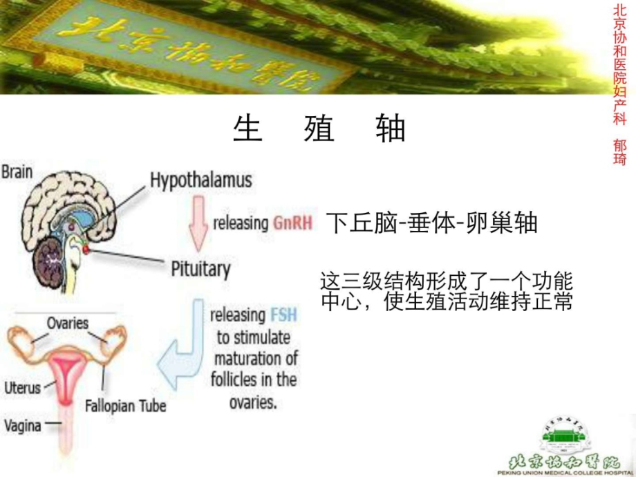 激素测定与妇科内分泌-北京协和郁琦汇总.ppt_第2页
