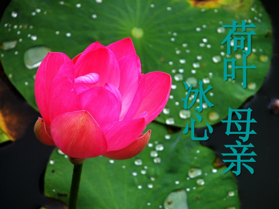 荷叶母亲1.ppt_第1页