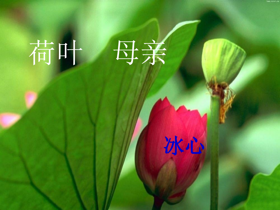 (部编)初中语文人教七年级上册荷叶·母亲-.ppt_第2页