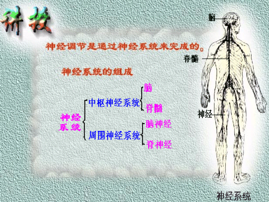 神经调节激素免疫调节实例.ppt_第2页