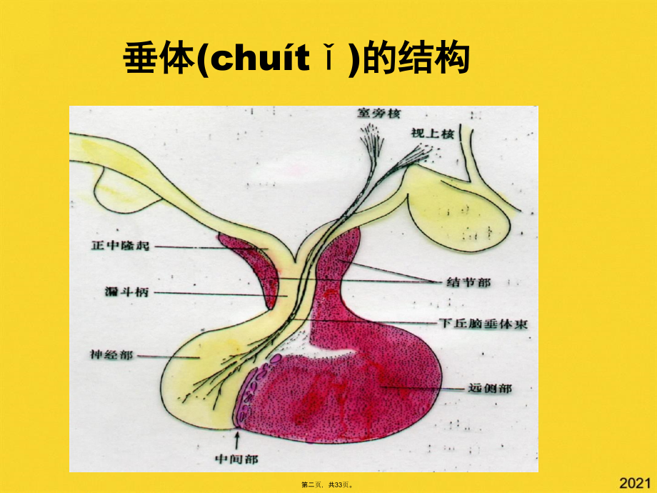 肢端肥大症的诊治指南.pptx_第2页