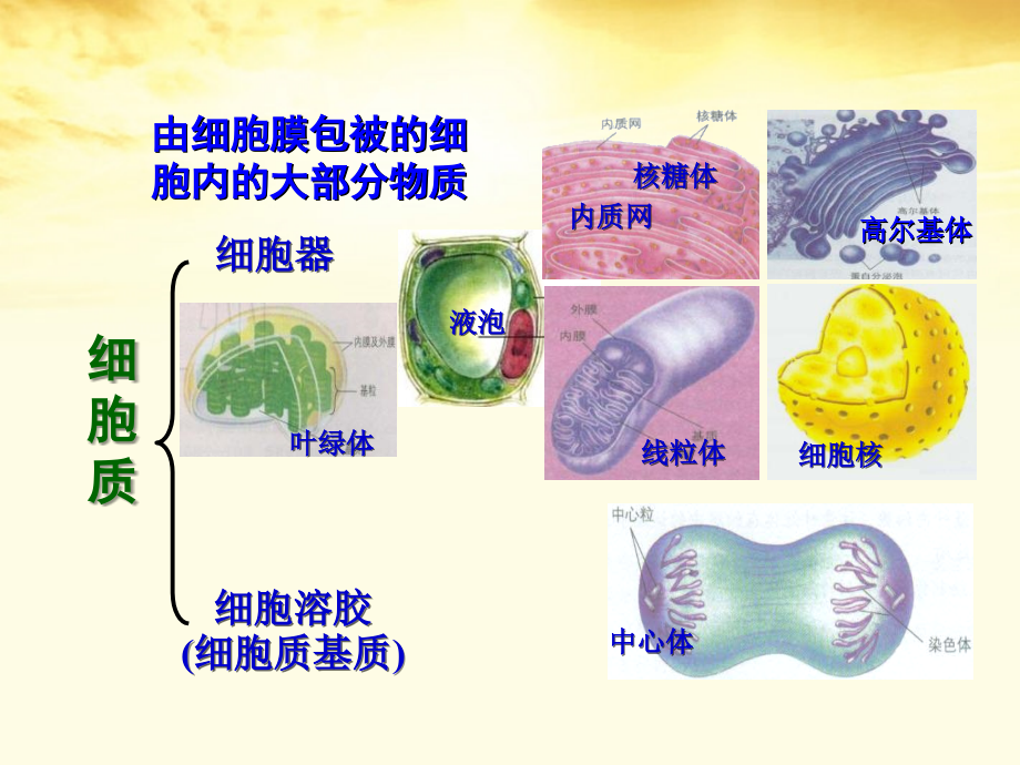云南省红河州弥勒县庆来学校高一生物《第二章-细胞的结构-(第三节-细胞质)》课件.ppt_第2页