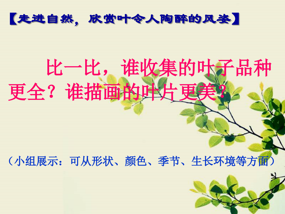专题《叶》.ppt_第2页