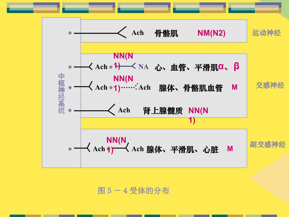 2022药理学第七章--胆碱受体激动药.ppt_第2页