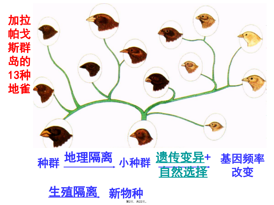 必修二第五章进化性变化是怎样发生的.pptx_第2页