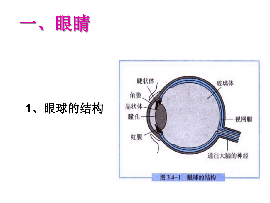 眼睛和眼镜ppt-flash课件.ppt_第2页