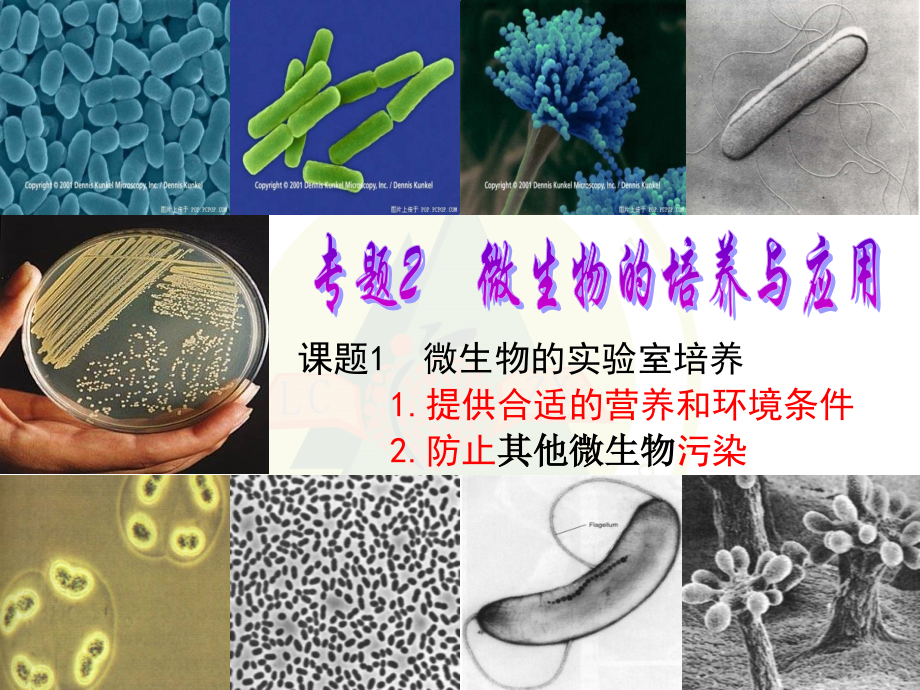 【实验】培养基的配制和灭菌.pptx_第1页