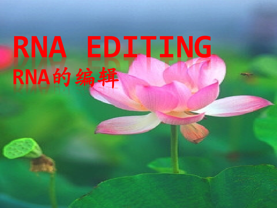 RNA_编辑_入门_课件.ppt_第1页