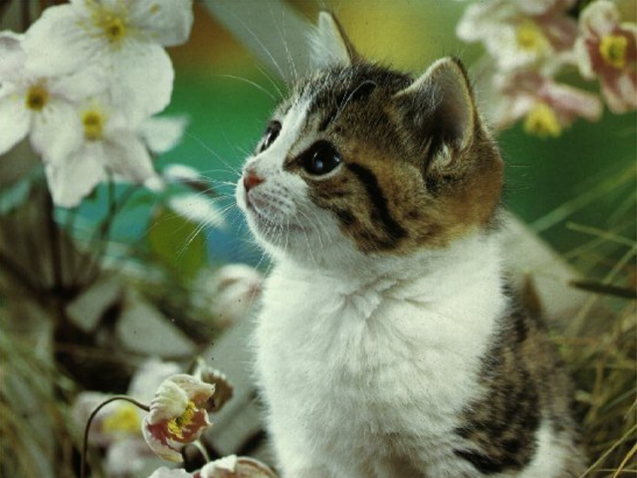 北梯小学猫.ppt_第1页