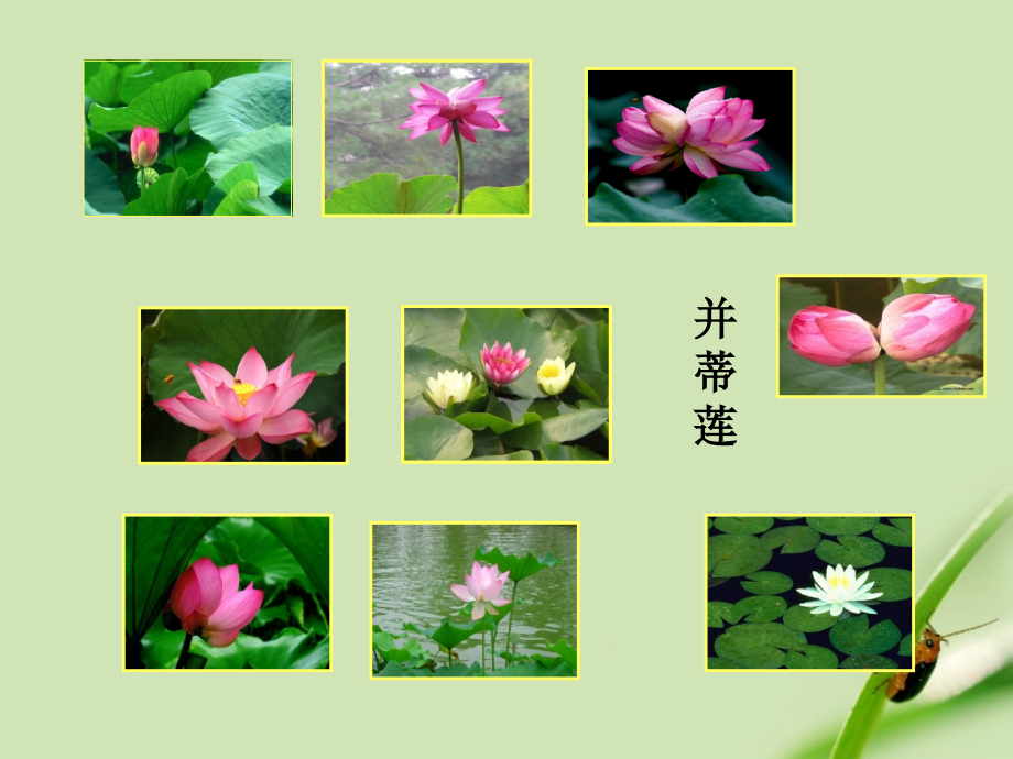 七年级语文上册-《荷叶-母亲》课件-人教新课标版.ppt_第2页