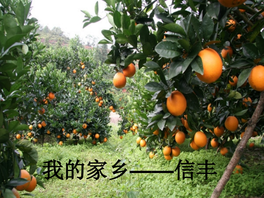 我的家乡——信丰.ppt_第1页